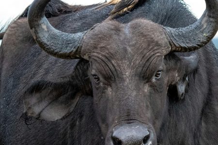 8-Day Coastal Kenya to Nairobi Wildlife Safari