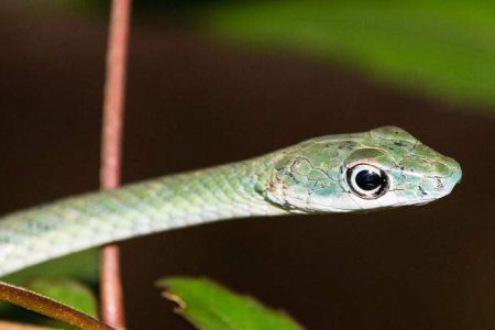 Bio-Ken Snake Farm Tour