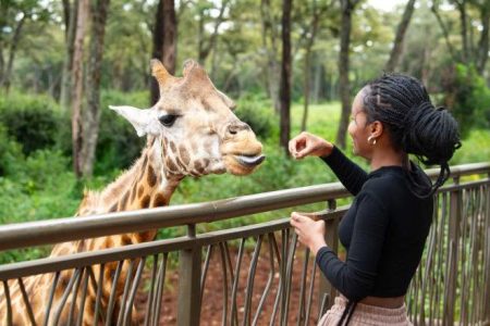 Day Tour to David Sheldrick Elephant Orphanage & Giraffe Centre
