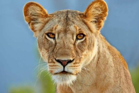 14-Day Northern Kenya Cultural & Wildlife Safari