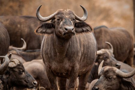 2 Days Lake Manyara & Ngorongoro Crater Safari