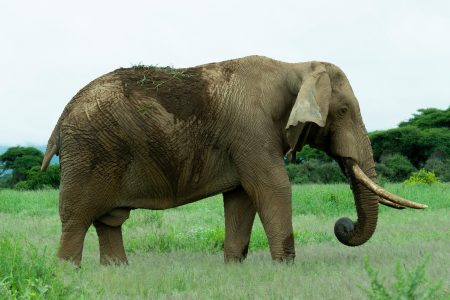 4-Day Tsavo & Amboseli Explorer Safari: Nairobi to Coastal Kenya