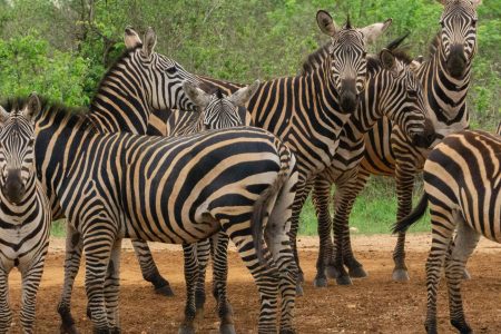 3-Day Coastal Kenya to Nairobi Wildlife Safari by SGR Train